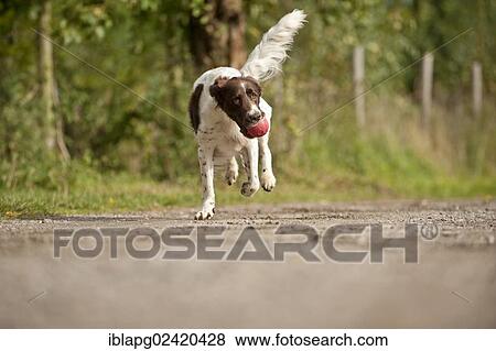 Small Munsterlander fetching a ball View Large Photo Image Stock Photo - Small Munsterlander fetching a ball. Fotosearch