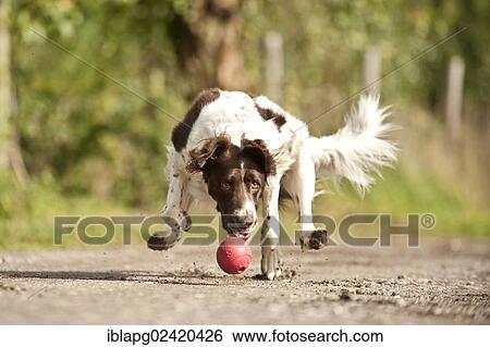 Small Munsterlander fetching a ball View Large Photo Image Stock Photograph - Small Munsterlander fetching a ball. Fotosearch