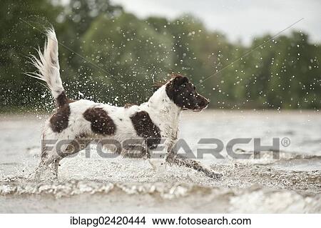 Small Munsterlander jumping into water View Large Photo Image Picture - Small Munsterlander jumping into water. Fotosearch
