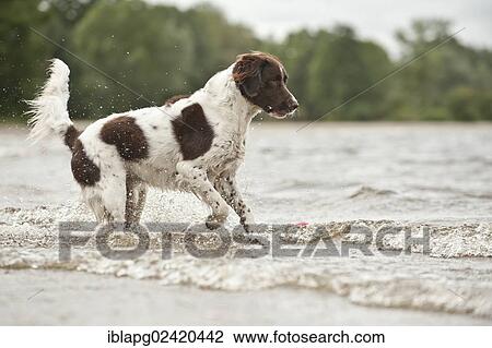 Small Munsterlander jumping into water View Large Photo Image Stock Image - Small Munsterlander jumping into water. Fotosearch