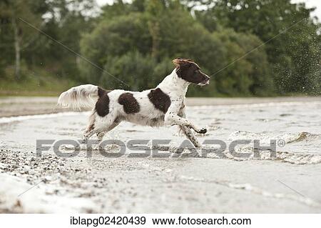 Small Munsterlander jumping into water View Large Photo Image Stock Photo - Small Munsterlander jumping into water. Fotosearch