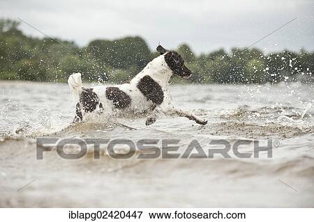 Small Munsterlander jumping into water View Large Photo Image Stock Photo - Small Munsterlander jumping into water. Fotosearch