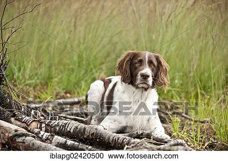 Small Munsterlander lying in the forest View Large Photo Image Stock Image - Small Munsterlander lying in the forest. Fotosearch