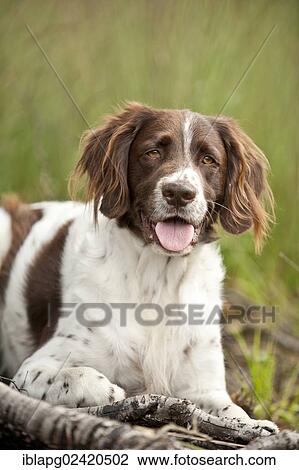 Stock Image - Small Munsterlander lying in the forest, portrait. Fotosearch
