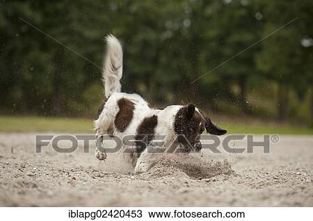 Small Munsterlander playing in the sand View Large Photo Image Stock Image - Small Munsterlander playing in the sand. Fotosearch