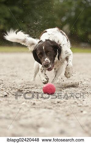Small Munsterlander playing with a ball View Large Photo Image Stock Photo - Small Munsterlander playing with a ball. Fotosearch