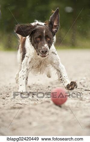 Small Munsterlander playing with a ball View Large Photo Image Stock Photo - Small Munsterlander playing with a ball. Fotosearch