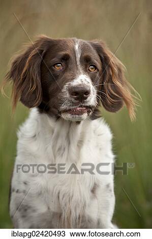 Small Munsterlander, portrait View Large Photo Image Stock Image - Small Munsterlander, portrait. Fotosearch