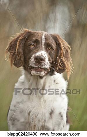 Small Munsterlander, portrait View Large Photo Image Stock Photo - Small Munsterlander, portrait. Fotosearch