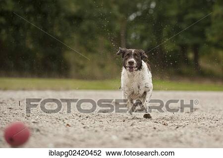 Small Munsterlander running after a ball View Large Photo Image Stock Image - Small Munsterlander running after a ball. Fotosearch