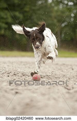 Small Munsterlander running after a ball View Large Photo Image Stock Image - Small Munsterlander running after a ball. Fotosearch