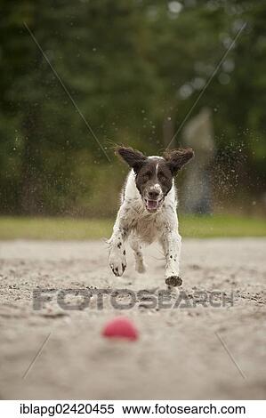 Small Munsterlander running after a ball View Large Photo Image Stock Photography - Small Munsterlander running after a ball. Fotosearch