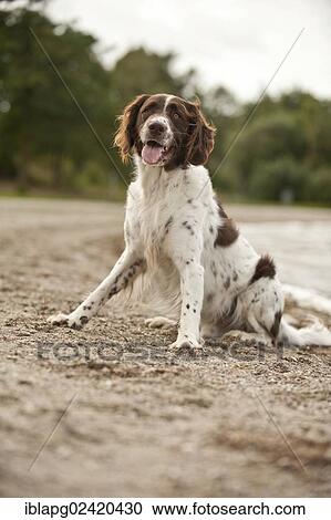 Stock Image - Small Munsterlander, sitting beside a lake. Fotosearch