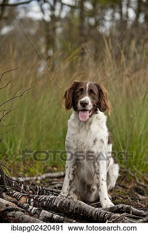 Stock Image - Small Munsterlander, sitting. Fotosearch