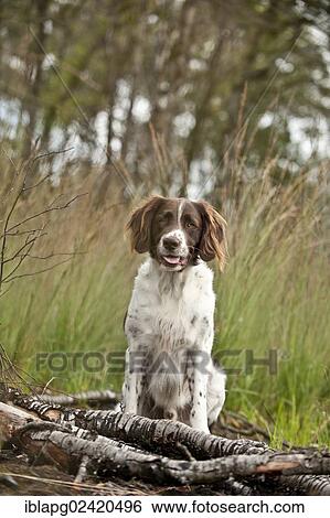 Small Munsterlander, sitting View Large Photo Image Stock Photograph - Small Munsterlander, sitting. Fotosearch
