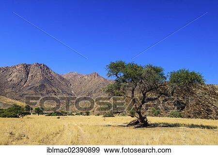 "Small Numas Gorge near Brandberg mountain, Damaraland, Namibia, Africa" View Large Photo Image Stock Photo - "Small Numas Gorge near Brandberg mountain, Damaraland, Namibia, Africa". Fotosearch