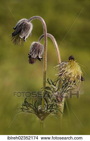 Picture - "Small pasque flower (Pulsatilla pratensis), Perktoldsdorfer Heide heath, Perktoldsdorf, Lower Austria, Austria, Europe". Fotosearch