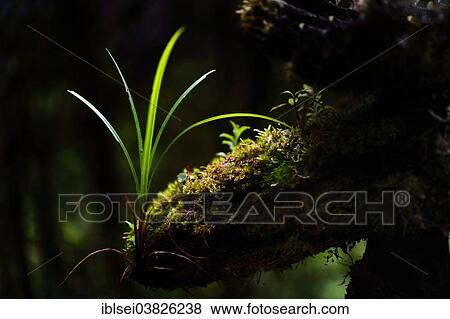 "Small plants in a patch of light, Guandera, Northern Ecuador, Ecuador, South America" View Large Photo Image Stock Photo - "Small plants in a patch of light, Guandera, Northern Ecuador, Ecuador, South America". Fotosearch