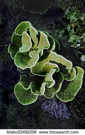 "Small Polyp Stony Coral or Cabbage Coral (Montipora foliosa), Kri Island, Dampier Strait, West Papua, Indonesia, Asia" View Large Photo Image Stock Photograph - "Small Polyp Stony Coral or Cabbage Coral (Montipora foliosa), Kri Island, Dampier Strait, West Papua, Indonesia, Asia". Fotosearch