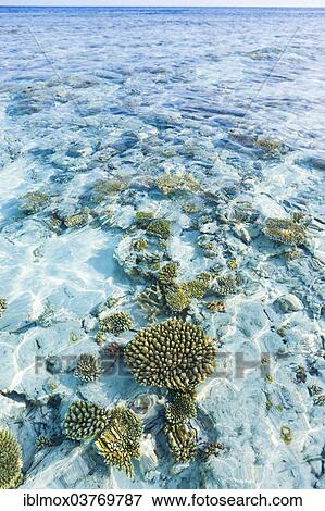 "Small polyp stony corals (Acropora nasuta) off a Maldives Island, North Male Atoll, Maldives, Asia" View Large Photo Image Stock Photo - "Small polyp stony corals (Acropora nasuta) off a Maldives Island, North Male Atoll, Maldives, Asia". Fotosearch