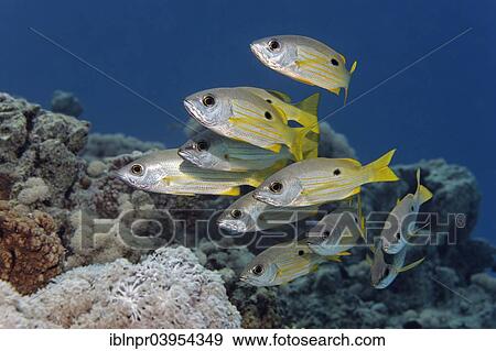 Stock Photo - "Small shoal of Dory snappers (Lutjanus fulviflamma), Makadi Bay, Red Sea, Hurghada, Egypt, Africa". Fotosearch