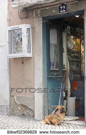 "Small shop, a dog sitting in front of the door, Pekingese, historic district, Bairro Alto, Lisbon, Portugal, Europe" View Large Photo Image Stock Photo - "Small shop, a dog sitting in front of the door, Pekingese, historic district, Bairro Alto, Lisbon, Portugal, Europe". Fotosearch