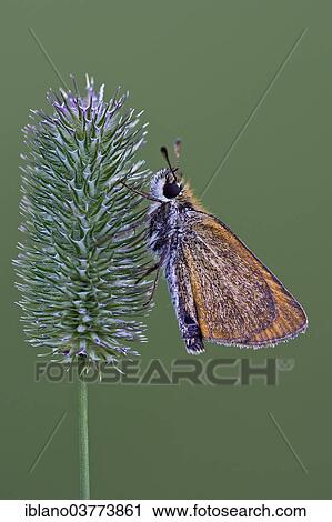 "Small Skipper (Thymelicus sylvestris), Alto Adige, Italy, Europe" View Large Photo Image Stock Image - "Small Skipper (Thymelicus sylvestris), Alto Adige, Italy, Europe". Fotosearch