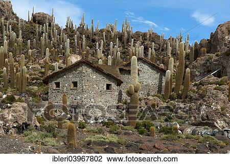 "Small stone houses surrounded by cactuses, Isla del Pescado, Salar de Uyuni, Altiplano, Bolivia, South America" View Large Photo Image Stock Image - "Small stone houses surrounded by cactuses, Isla del Pescado, Salar de Uyuni, Altiplano, Bolivia, South America". Fotosearch