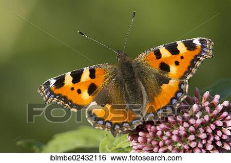 "Small Tortoiseshell (Aglais urticae) butterfly, Havel Canal near Potsdam-Paaren, Havelland region, Brandenburg, Germany, Europe" View Large Photo Image Stock Photograph - "Small Tortoiseshell (Aglais urticae) butterfly, Havel Canal near Potsdam-Paaren, Havelland region, Brandenburg, Germany, Europe". Fotosearch