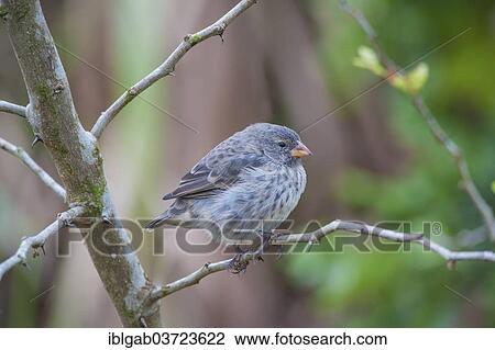 "Small Tree Finch (Camarhynchus parvulus), Santa Cruz Island, Galapagos Islands, Ecuador, South America" View Large Photo Image Stock Image - "Small Tree Finch (Camarhynchus parvulus), Santa Cruz Island, Galapagos Islands, Ecuador, South America". Fotosearch