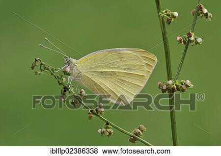 "Small White Butterfly (Pieris rapae), adult, resting on stem, Loughborough, Leicestershire, England, United Kingdom, Europe" View Large Photo Image Stock Photo - "Small White Butterfly (Pieris rapae), adult, resting on stem, Loughborough, Leicestershire, England, United Kingdom, Europe". Fotosearch