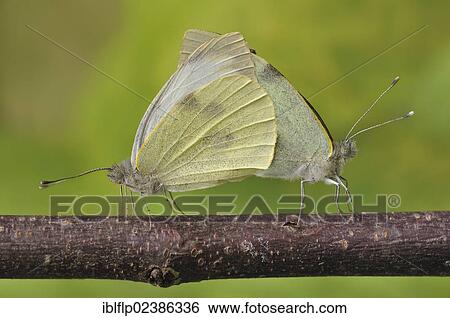 "Small White Butterfly (Pieris rapae), adult pair, mating on twig, Loughborough, Leicestershire, England, United Kingdom, Europe" View Large Photo Image Stock Photograph - "Small White Butterfly (Pieris rapae), adult pair, mating on twig, Loughborough, Leicestershire, England, United Kingdom, Europe". Fotosearch