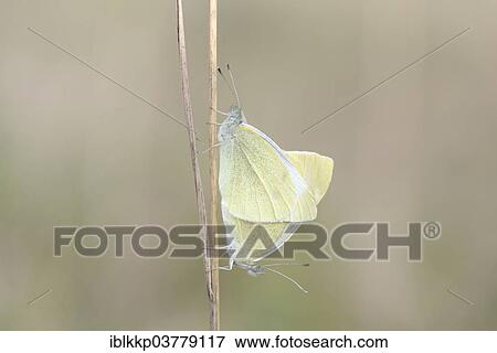 "Small White or Cabbage White butterflies (Pieris rapae), mating, Thuringia, Germany, Europe" View Large Photo Image Stock Photo - "Small White or Cabbage White butterflies (Pieris rapae), mating, Thuringia, Germany, Europe". Fotosearch