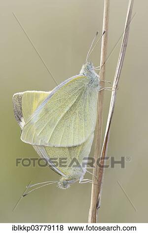 Stock Photo - "Small White or Cabbage White butterflies (Pieris rapae), mating, Thuringia, Germany, Europe". Fotosearch