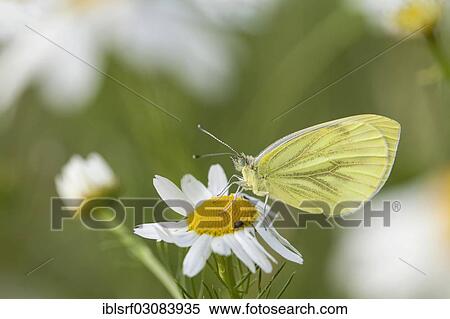 "Small White (Pieris rapae) butterfly, Fuldabruck, Fuldabruck, Hesse, Germany, Europe" View Large Photo Image Stock Photography - "Small White (Pieris rapae) butterfly, Fuldabruck, Fuldabruck, Hesse, Germany, Europe". Fotosearch