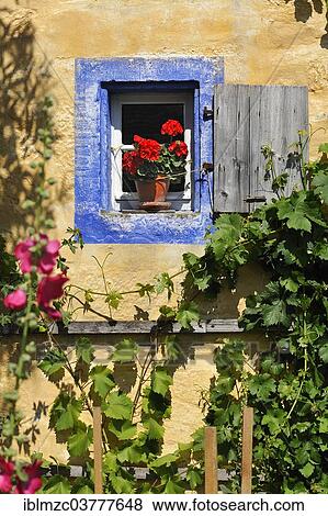 "Small window with flowering Geraniums (Pelargonium Zonal Hybrid) on the Hackerhaus building, originally from Ergersheim, built in 1706, relocated to the Franconian Open Air Museum in Bad Windsheim, Middle Franconia, Bavaria, Germany, Europe" View Large Photo Image Stock Photo - "Small window with flowering Geraniums (Pelargonium Zonal Hybrid) on the Hackerhaus building, originally from Ergersheim, built in 1706, relocated to the Franconian Open Air Museum in Bad Windsheim, Middle Franconia, Bavaria, Germany, Europe". Fotosearch
