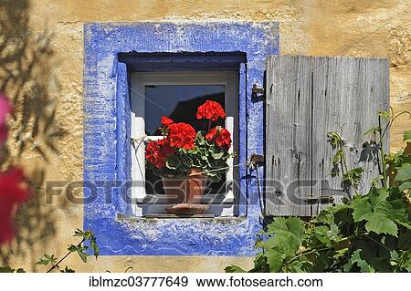 "Small window with flowering Geraniums (Pelargonium Zonal Hybrid) on the Hackerhaus building, originally from Ergersheim, built in 1706, relocated to the Franconian Open Air Museum in Bad Windsheim, Middle Franconia, Bavaria, Germany, Europe" View Large Photo Image Stock Photo - "Small window with flowering Geraniums (Pelargonium Zonal Hybrid) on the Hackerhaus building, originally from Ergersheim, built in 1706, relocated to the Franconian Open Air Museum in Bad Windsheim, Middle Franconia, Bavaria, Germany, Europe". Fotosearch