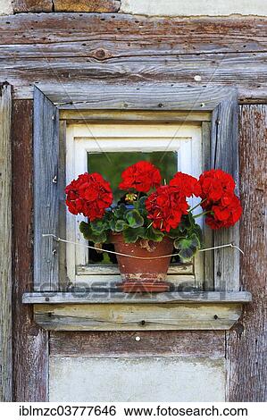 "Small window with flowering Geraniums (Pelargonium Zonal Hybrid) on the Hackerhaus building, originally from Ergersheim, built in 1706, relocated to the Franconian Open Air Museum in Bad Windsheim, Middle Franconia, Bavaria, Germany, Europe" View Large Photo Image Stock Photograph - "Small window with flowering Geraniums (Pelargonium Zonal Hybrid) on the Hackerhaus building, originally from Ergersheim, built in 1706, relocated to the Franconian Open Air Museum in Bad Windsheim, Middle Franconia, Bavaria, Germany, Europe". Fotosearch