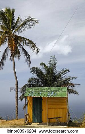 "Small yellow hut with green tin roof, coconut trees, Tobago, Trinidad and Tobago, North America" View Large Photo Image Picture - "Small yellow hut with green tin roof, coconut trees, Tobago, Trinidad and Tobago, North America". Fotosearch