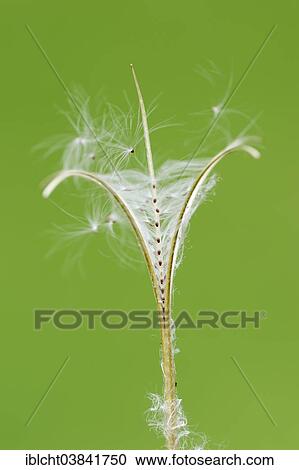 "Smallflower Hairy Willowherb (Epilobium parviflorum), seeds, North Rhine-Westphalia, Germany, Europe" View Large Photo Image Stock Image - "Smallflower Hairy Willowherb (Epilobium parviflorum), seeds, North Rhine-Westphalia, Germany, Europe". Fotosearch