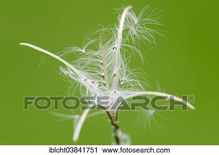 Stock Image - "Smallflower Hairy Willowherb (Epilobium parviflorum), seeds, North Rhine-Westphalia, Germany, Europe". Fotosearch