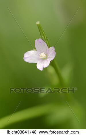 "Smallflower Hairy Willowherb (Epilobium parviflorum), blossom, North Rhine-Westphalia, Germany, Europe" View Large Photo Image Stock Photo - "Smallflower Hairy Willowherb (Epilobium parviflorum), blossom, North Rhine-Westphalia, Germany, Europe". Fotosearch
