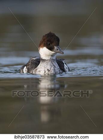 "Smew (Mergellus albellus), female, Texel, West Frisian Islands, province of North Holland, The Netherlands, Europe" View Large Photo Image Stock Image - "Smew (Mergellus albellus), female, Texel, West Frisian Islands, province of North Holland, The Netherlands, Europe". Fotosearch