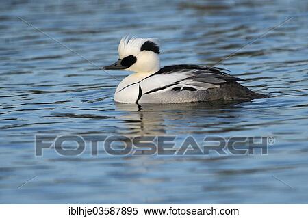 "Smew (Mergellus albellus), male, Texel, West Frisian Islands, province of North Holland, The Netherlands, Europe" View Large Photo Image Stock Photography - "Smew (Mergellus albellus), male, Texel, West Frisian Islands, province of North Holland, The Netherlands, Europe". Fotosearch