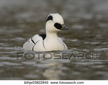"Smew (Mergellus albellus), Texel, North Holland, Netherlands" View Large Photo Image Stock Photography - "Smew (Mergellus albellus), Texel, North Holland, Netherlands". Fotosearch