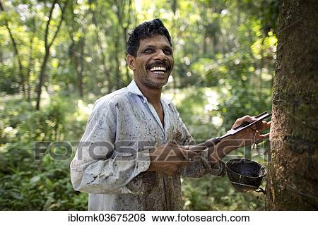 "Smiling worker on a natural rubber plantation, standing next to a Rubber Tree (Hevea brasiliensis), Peermade, Kerala, India, Asia" View Large Photo Image Stock Photo - "Smiling worker on a natural rubber plantation, standing next to a Rubber Tree (Hevea brasiliensis), Peermade, Kerala, India, Asia". Fotosearch