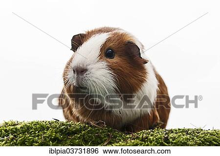 "Smooth Coated Guinea Pig, Germany, Europe" View Large Photo Image Stock Photograph - "Smooth Coated Guinea Pig, Germany, Europe". Fotosearch