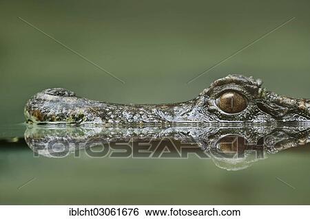 "Smooth-fronted Caiman or Schneider's Dwarf Caiman (Paleosuchus trigonatus), portrait, with its reflection in the water, native to South America, captive, North Rhine-Westphalia, Germany, Europe" View Large Photo Image Stock Photograph - "Smooth-fronted Caiman or Schneider's Dwarf Caiman (Paleosuchus trigonatus), portrait, with its reflection in the water, native to South America, captive, North Rhine-Westphalia, Germany, Europe". Fotosearch