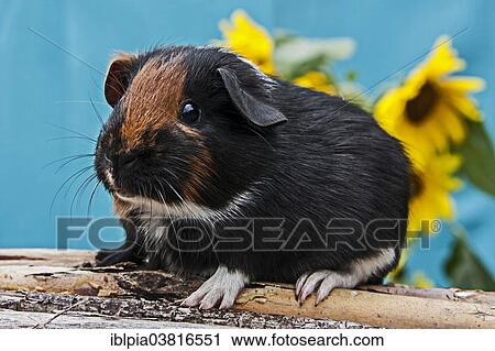 "Smooth Guinea Pig, pup" View Large Photo Image Stock Image - "Smooth Guinea Pig, pup". Fotosearch