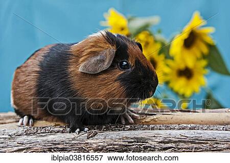 "Smooth Guinea Pig, pup" View Large Photo Image Stock Photo - "Smooth Guinea Pig, pup". Fotosearch